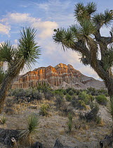 Joshua Tree (Yucca brevifolia) pair and cliffs, Red Rock Canyon State Park, California