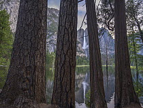 Trees with Yosemite Falls reflected in flooded Cook's Meadow, Yosemite Valley, Yosemite National Park, California