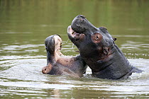 Hippopotamus (Hippopotamus amphibius) calves play-fighting, iSimangaliso Wetland Park, South Africa