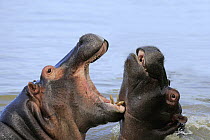 Hippopotamus (Hippopotamus amphibius) calves play-fighting, iSimangaliso Wetland Park, South Africa