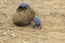 Dung Beetle (Scarabaeus sacer) pair rolling African Elephant (Loxodonta africana) dung ball, iSimangaliso Wetland Park, South Africa