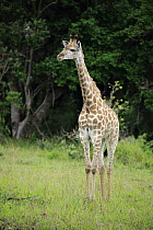 Southern Giraffe (Giraffa giraffa) calf, iSimangaliso Wetland Park, South Africa