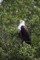 African Fish Eagle (Haliaeetus vocifer), iSimangaliso Wetland Park, South Africa