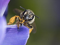 Sweat Bee (Halictus sp) feeding on Lupine (Lupinus sp) flower nectar, Maine