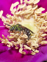 Metallic Green Bee (Agapostemon virescens) on Rose (Rosa sp) flower, Maine