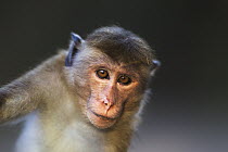 Toque Macaque (Macaca sinica) juvenile, Polonnaruwa, Sri Lanka
