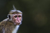 Toque Macaque (Macaca sinica) juvenile, Polonnaruwa, Sri Lanka