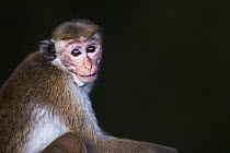 Toque Macaque (Macaca sinica) sub-adult, Polonnaruwa, Sri Lanka