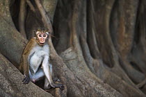 Toque Macaque (Macaca sinica) juvenile male, Polonnaruwa, Sri Lanka