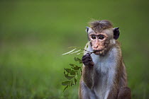 Toque Macaque (Macaca sinica) juvenile feeding on leaves, Polonnaruwa, Sri Lanka