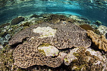 Soft Coral (Sinularia sp), Raja Ampat Islands, Indonesia