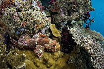 Tassled Scorpionfish (Scorpaenopsis oxycephala) camouflaged in coral reef, Raja Ampat Islands, Indonesia