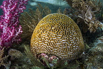 Coral (Mussidae), Raja Ampat Islands, Indonesia