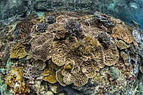 Soft Coral (Sinularia sp) in coral reef, Raja Ampat Islands, Indonesia