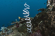 Wire coral, Raja Ampat Islands, Indonesia