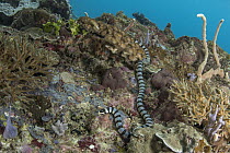 Banded Sea Krait (Laticauda colubrina) in coral reef, Raja Ampat Islands, Indonesia