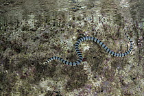 Banded Sea Krait (Laticauda colubrina), Raja Ampat Islands, Indonesia