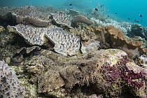 Tassled Wobbegon (Eucrossorhinus dasypogon) camouflaged in coral reef, Raja Ampat Islands, Indonesia