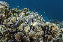 Cabbage Coral (Turbinaria sp), Raja Ampat Islands, Indonesia