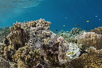 Tassled Scorpionfish (Scorpaenopsis oxycephala) camouflaged in coral reef, Raja Ampat Islands, Indonesia