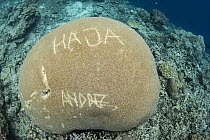 Names carved into coral head, Banda Sea, Indonesia