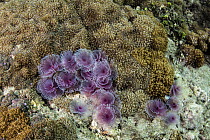 Feather Duster Worm (Bispira sp) group filter feeding in coral reef, Lesser Sunda Islands, Indonesia