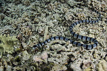 Banded Sea Krait (Laticauda colubrina), Lesser Sunda Islands, Indonesia