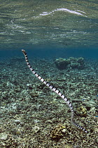 Banded Sea Krait (Laticauda colubrina) surfacing, Lesser Sunda Islands, Indonesia