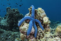 Blue Sea Star (Linckia laevigata), Lesser Sunda Islands, Indonesia