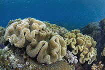 Soft Coral (Sinularia sp), Lesser Sunda Islands, Indonesia