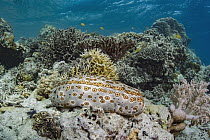 Leopard Sea Cucumber (Bohadschia argus) in coral reef, Lesser Sunda Islands, Indonesia
