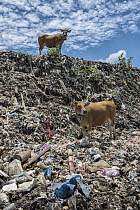 Domestic Cattle (Bos taurus) pair in plastic trash dump, cow owners pay grazing rights to let their cows forage in the garbage, Lesser Sunda Islands, Indonesia