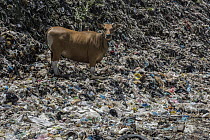 Domestic Cattle (Bos taurus) in plastic trash dump, cow owners pay grazing rights to let their cows forage in the garbage, Lesser Sunda Islands, Indonesia