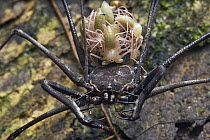 Tailless Whip Scorpion (Heterophrynus sp) mother with newly hatched young, Yasuni National Park, Ecuador