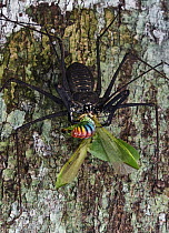 Tailless Whip Scorpion (Heterophrynus sp) with Katydid (Tettigoniidae) prey, Yasuni National Park, Ecuador