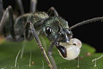 Ant (Diacamma sp) carrying larva, Mount Isarog National Park, Philippines