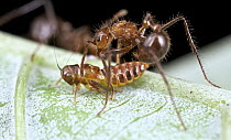 Ant (Myrmicaria sp) guarding Leafhopper (Cicadellidae), Danum Valley Conservation Area, Sabah, Borneo, Malaysia
