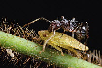 Ant (Polyrhachis rufipes) harvesting honeydew from Leafhopper (Cicadellidae), Gunung Leuser National Park, Sumatra, Indonesia