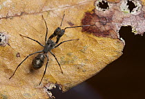 Corinnid Sac Spider (Pranburia mahannopi), ant mimic, Angkor Wat, Cambodia