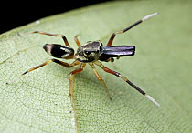 Ant-mimicking Jumping Spider (Myrmarachne sp), Madagascar
