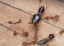 Green Tree Ant (Oecophylla smaragdina) group attacking Termite (Macrotermes carbonarius) pair, Cambodia