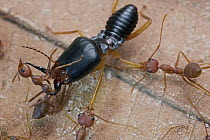 Green Tree Ant (Oecophylla smaragdina) group attacking Termite (Macrotermes carbonarius), Cambodia