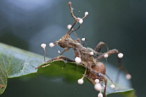 Gill Mushroom (Stilbella buquetii) which has infected an ant, Cuc Phuong National Park, Vietnam
