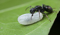 Spiny Ant (Polyrhachis sp) carrying pupa, Udzungwa Mountains National Park, Tanzania