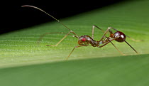 Broad-headed Bug (Alydidae), ant mimic, Danum Valley Conservation Area, Sabah, Borneo, Malaysia