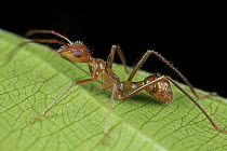 Broad-headed Bug (Alydidae), ant mimic, nymph, Corcovado National Park, Costa Rica