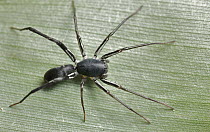 Corinnid Sac Spider (Sphecotypus sp), ant mimic, Danum Valley Conservation Area, Sabah, Borneo, Malaysia