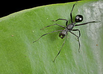 Corinnid Sac Spider (Sphecotypus sp), ant mimic, Danum Valley Conservation Area, Sabah, Borneo, Malaysia