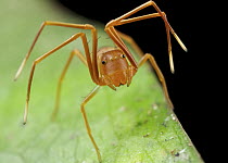 Crab Spider (Amyciaea sp), ant mimic, Udzungwa Mountains National Park, Tanzania