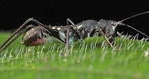 Katydid (Tettigoniidae), ant mimic, Mount Isarog National Park, Philippines